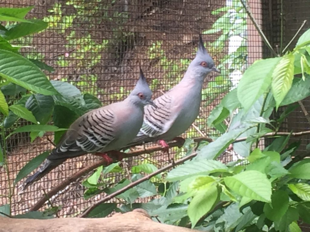 The Crested Dove is from Australia