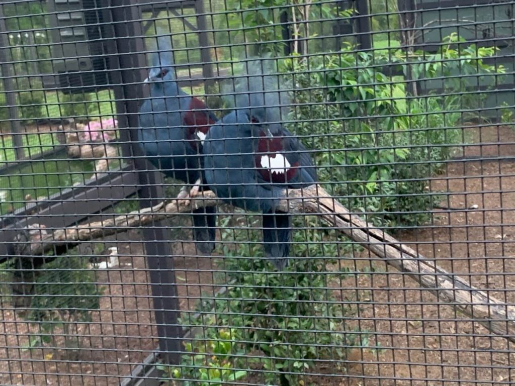 Blue Crowned Pigeon 