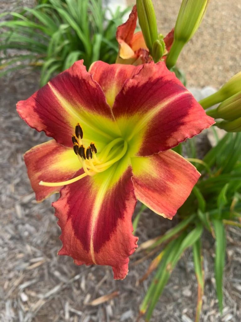 Mara Vaca Lilly