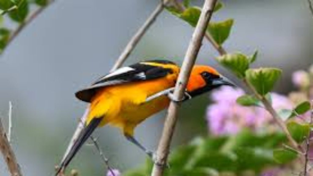 The Spot Breasted Oriole is from South America