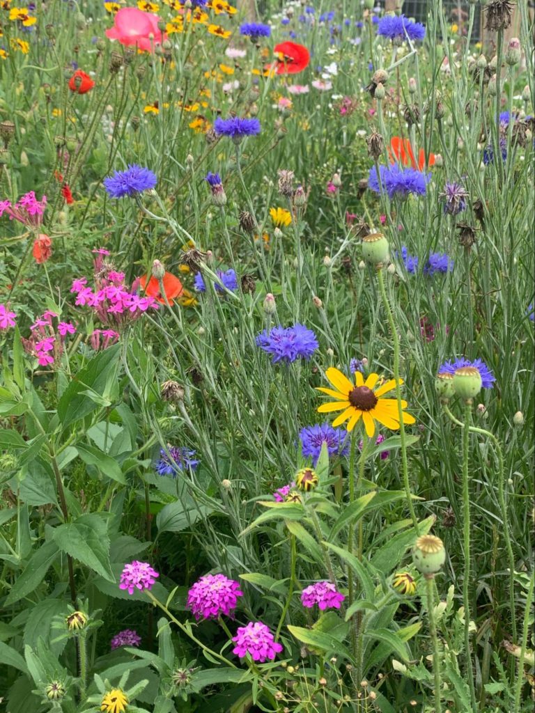 Asheville Wild Flower Gardening